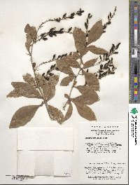 Berberis subsessiliflora image