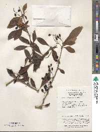 Berberis virgetorum image