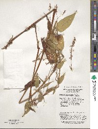 Image of Bistorta amplexicaulis