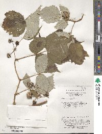 Rubus lasiostylus image