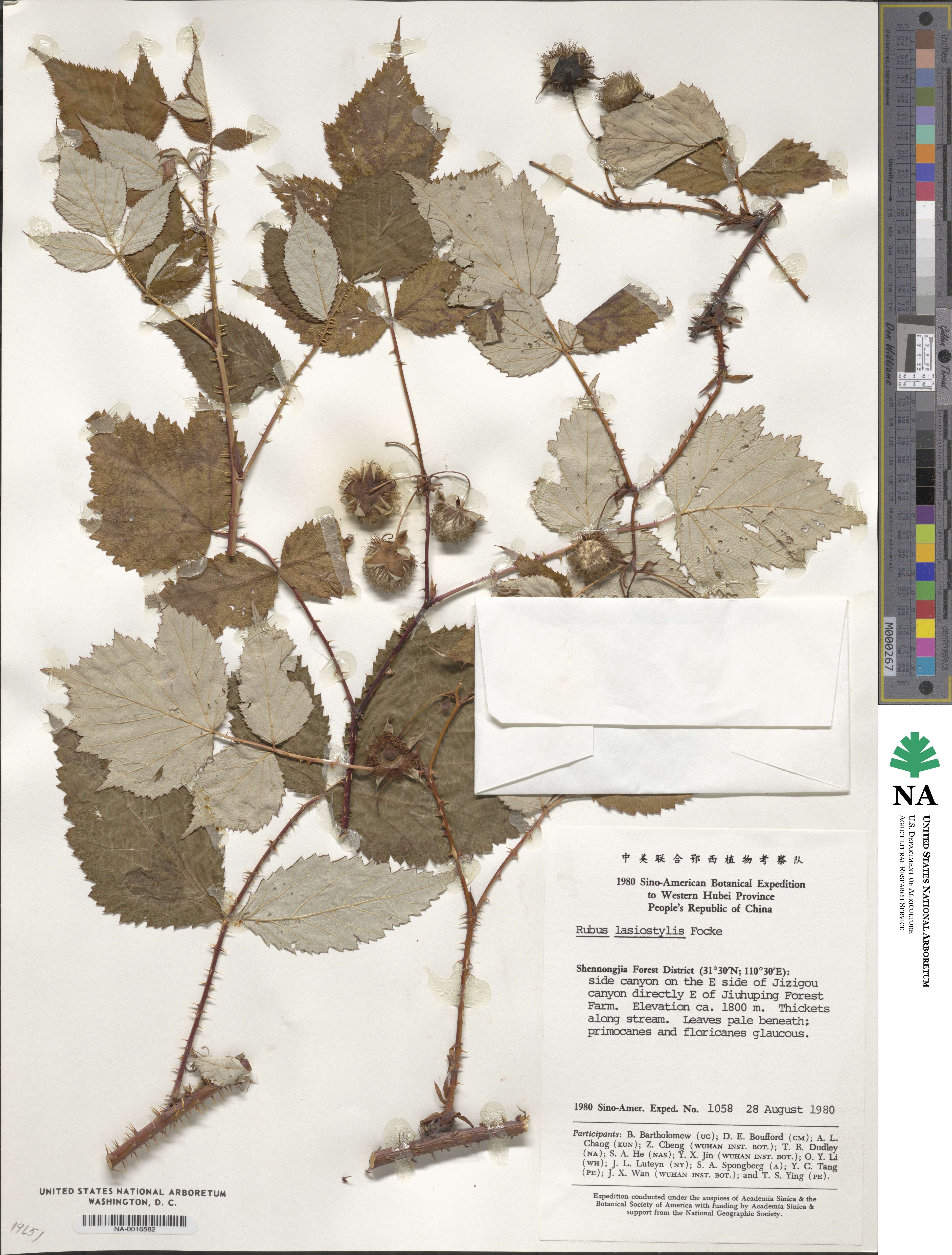 Rubus lasiostylus image