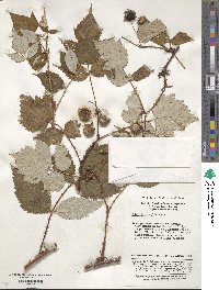 Rubus lasiostylus image