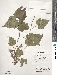 Rubus lambertianus image