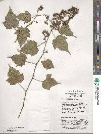 Rubus lambertianus image