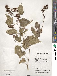 Rubus lambertianus image