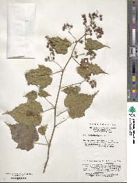 Rubus lambertianus image