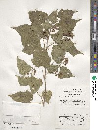 Rubus lambertianus image