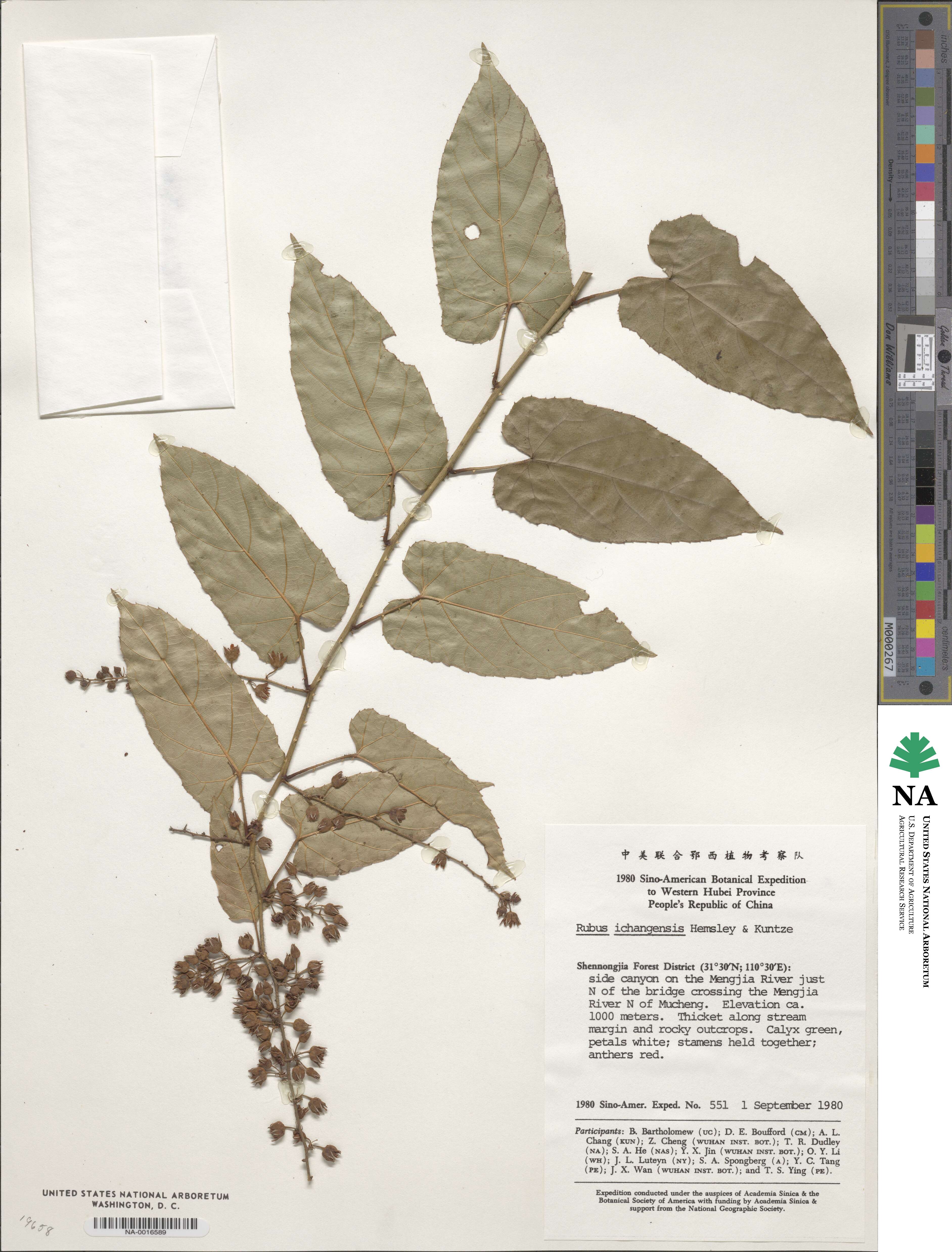 Rubus ichangensis image