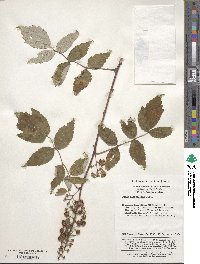 Rubus flosculosus image