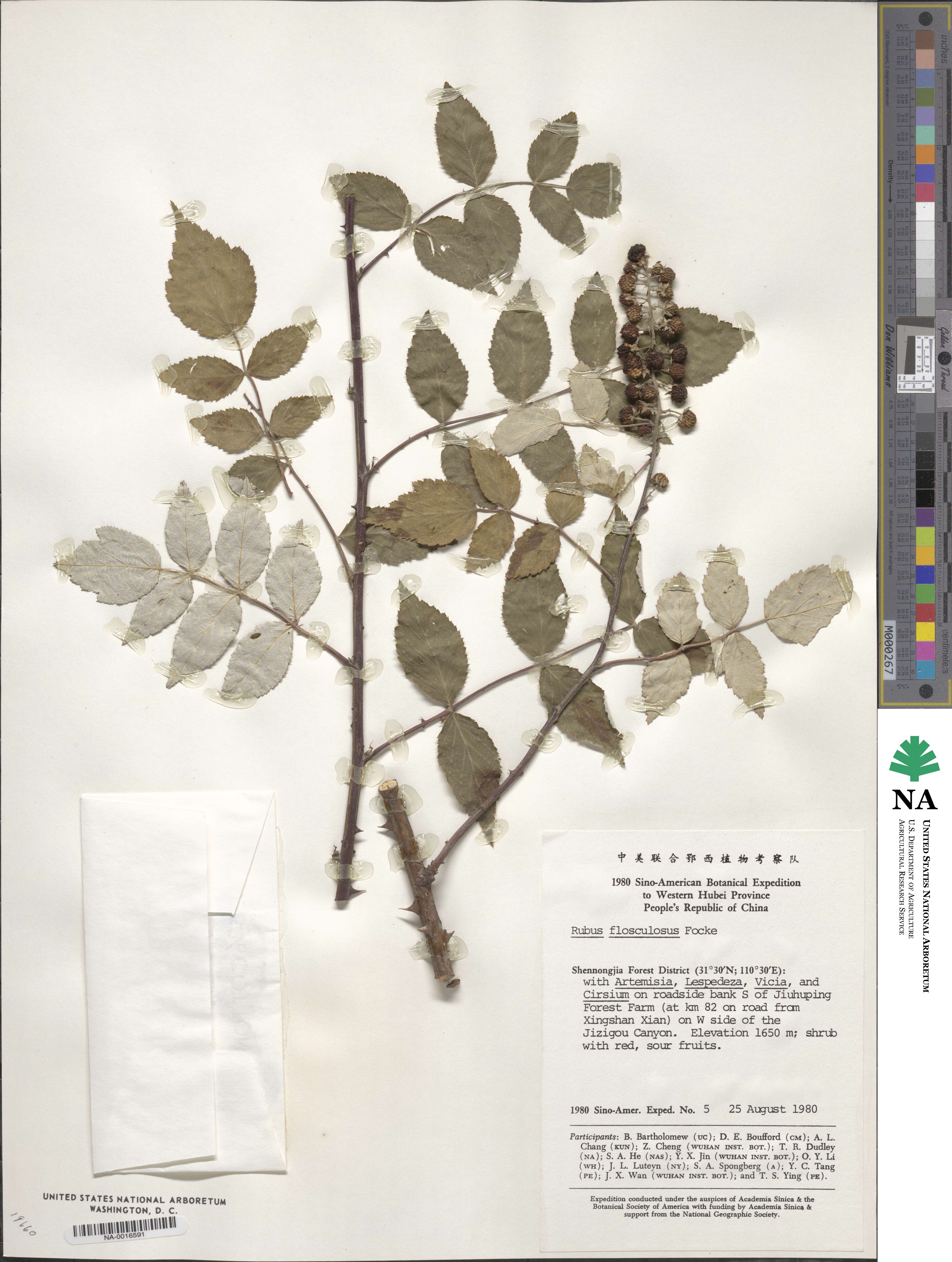 Rubus flosculosus image