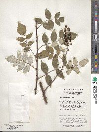 Rubus flosculosus image