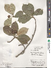 Image of Sorbus keissleri