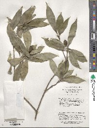 Pittosporum rehderianum image