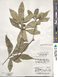 Pittosporum rehderianum image