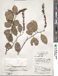 Itea ilicifolia image