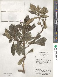 Hydrangea sinensis image