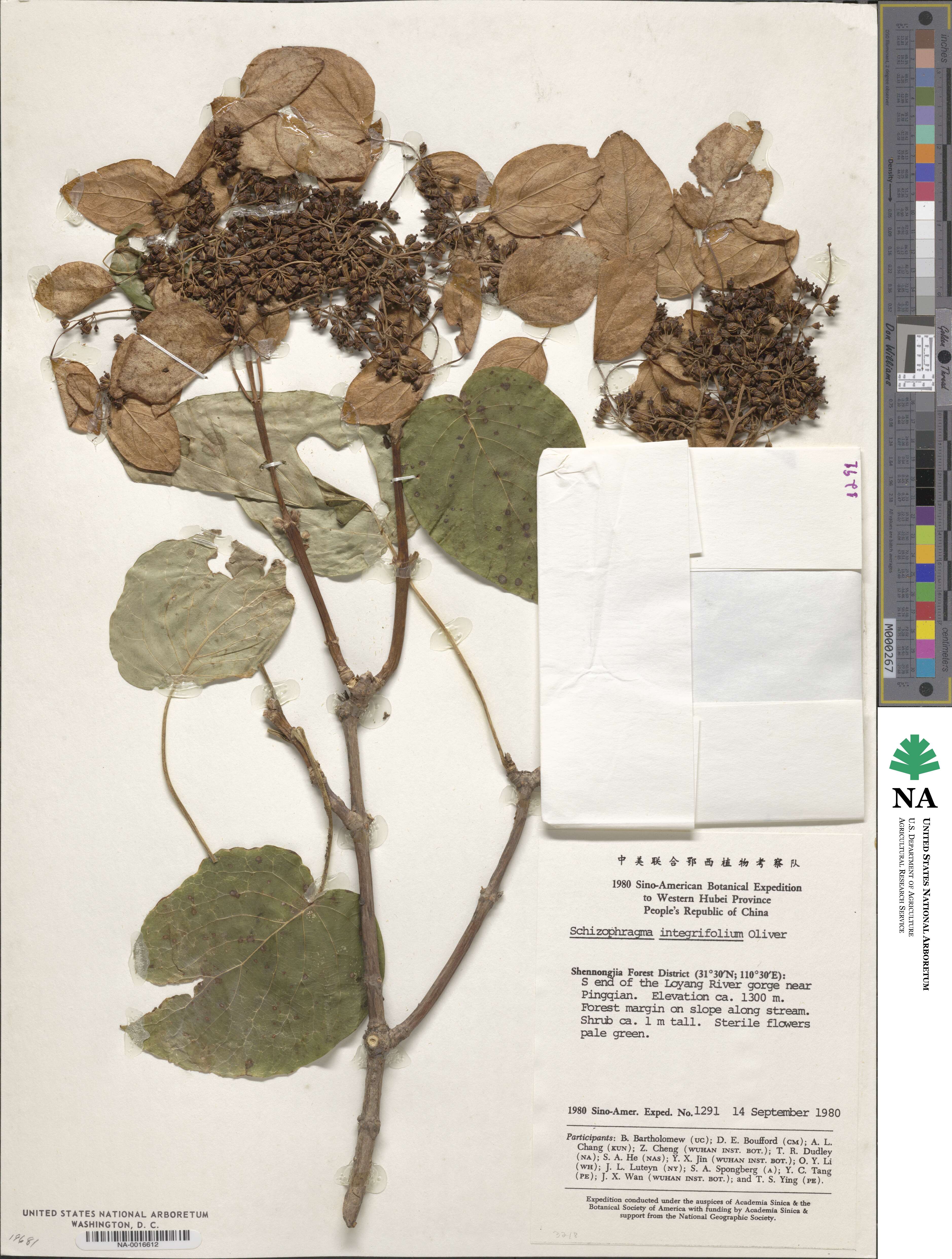 Hydrangea macrosepala image