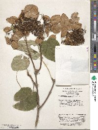 Image of Hydrangea macrosepala