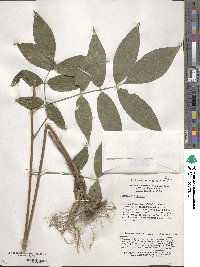 Image of Hylodesmum oldhamii