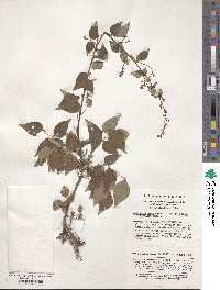 Hylodesmum podocarpum subsp. fallax image