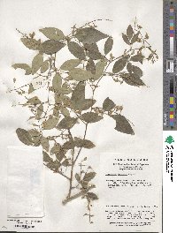 Lespedeza buergeri image