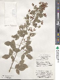 Lespedeza thunbergii image