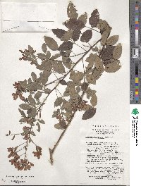 Lespedeza thunbergii image