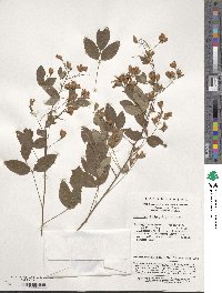 Lespedeza thunbergii image