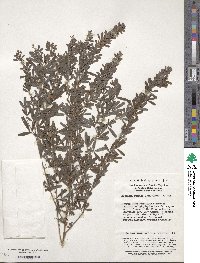 Lespedeza cuneata image