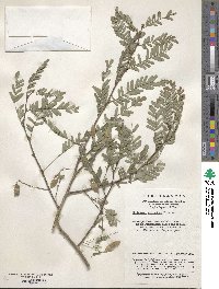 Dalbergia millettii var. mimosoides image