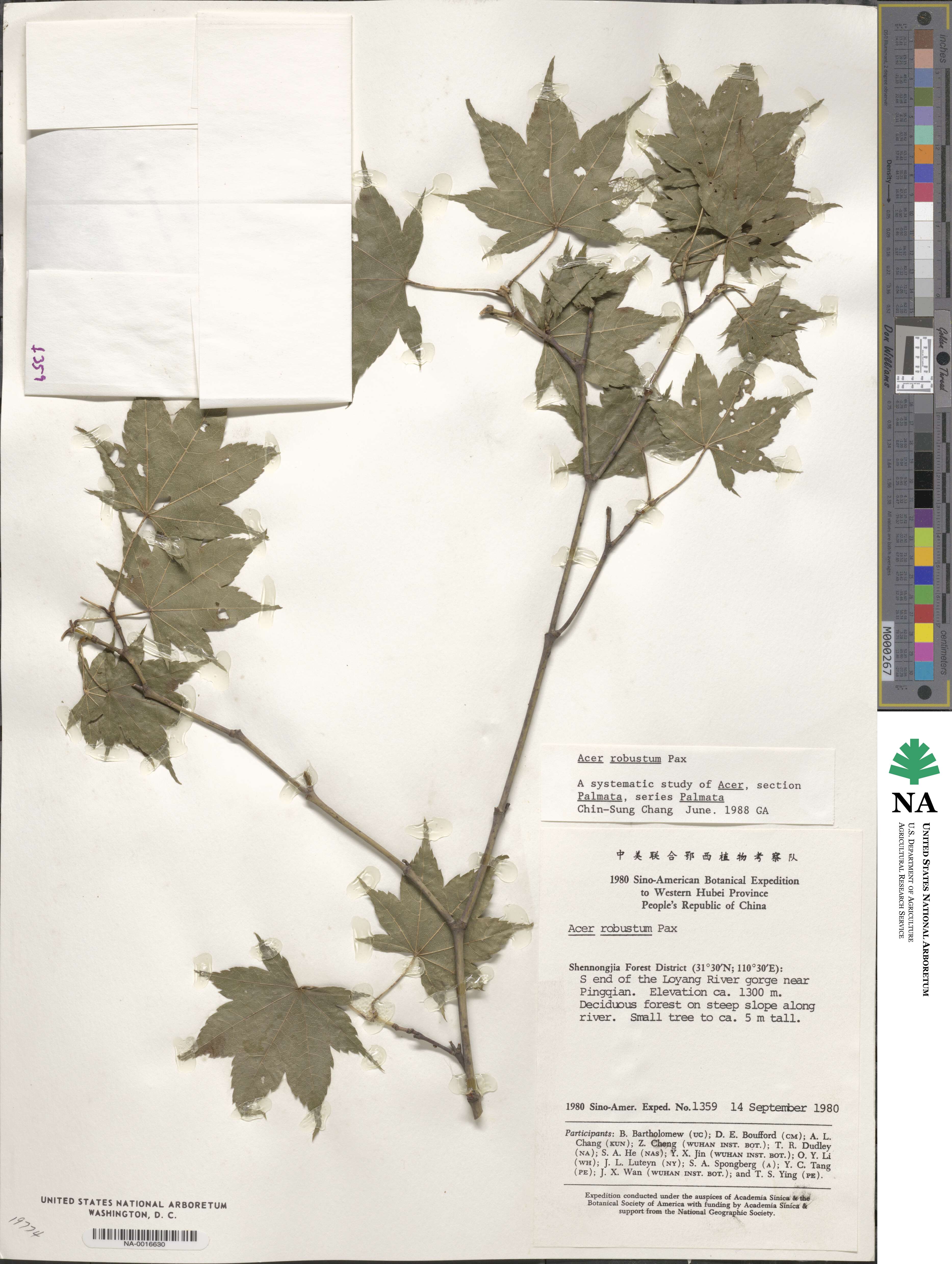 Acer robustum image