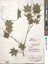 Acer robustum image