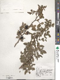 Rosa canina image