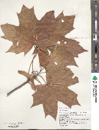 Acer platanoides image