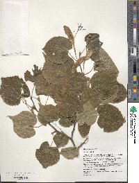 Tilia cordata image