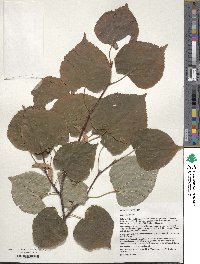 Tilia cordata image