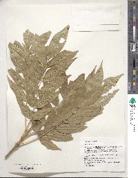 Fraxinus excelsior image