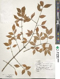 Euonymus verrucosus image