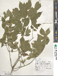 Euonymus verrucosus image