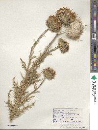 Carduus nutans subsp. nutans image