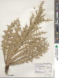 Carduus nutans subsp. nutans image