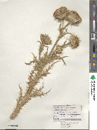 Carduus nutans subsp. nutans image