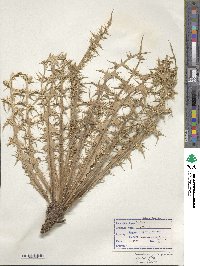 Carduus nutans subsp. nutans image