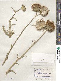 Carduus nutans subsp. nutans image