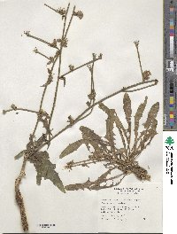 Cichorium intybus image