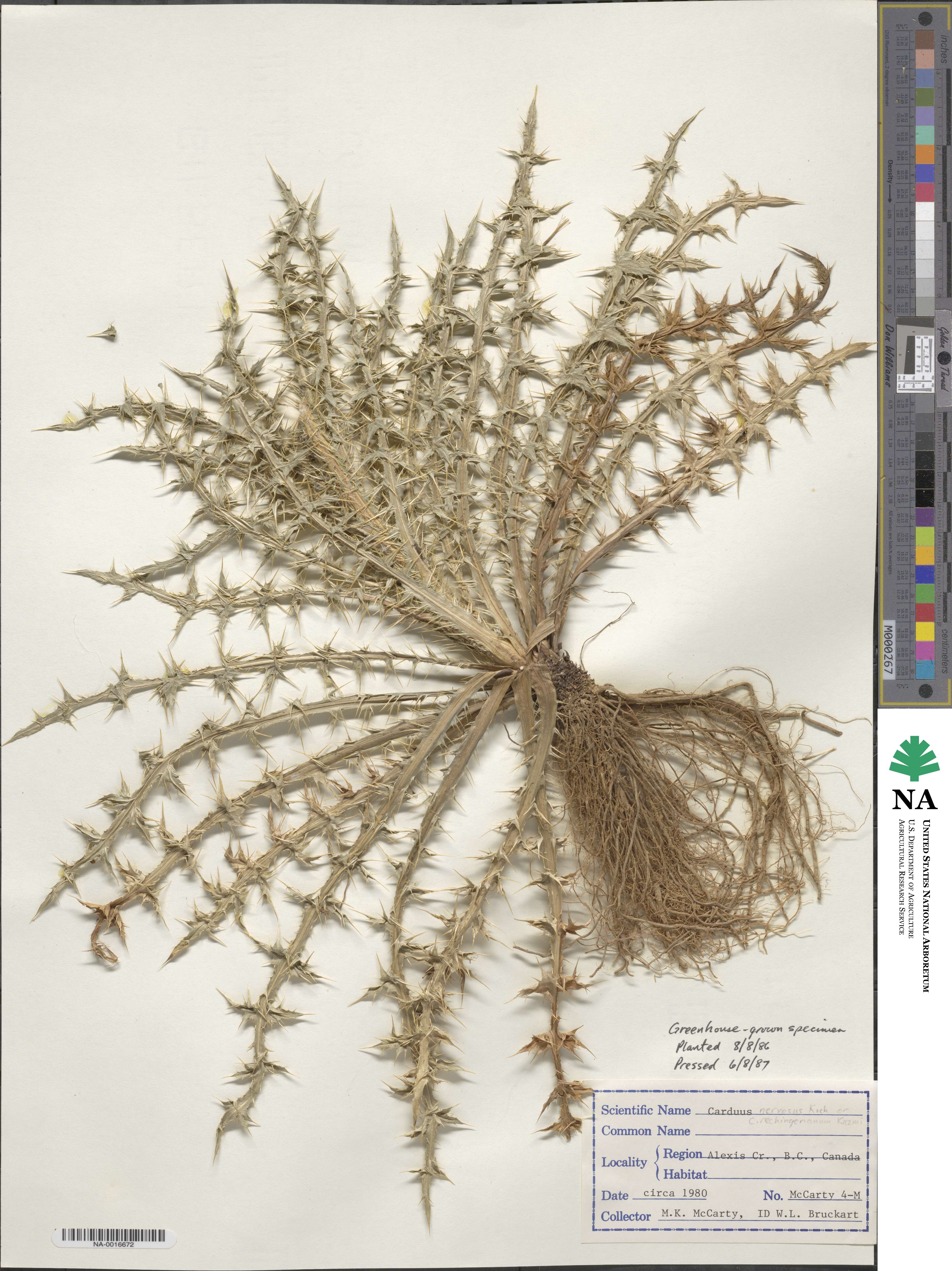 Carduus nervosus image