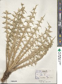 Carduus nutans subsp. nutans image