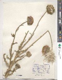 Carduus nutans subsp. nutans image