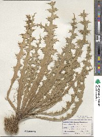 Carduus nutans subsp. nutans image