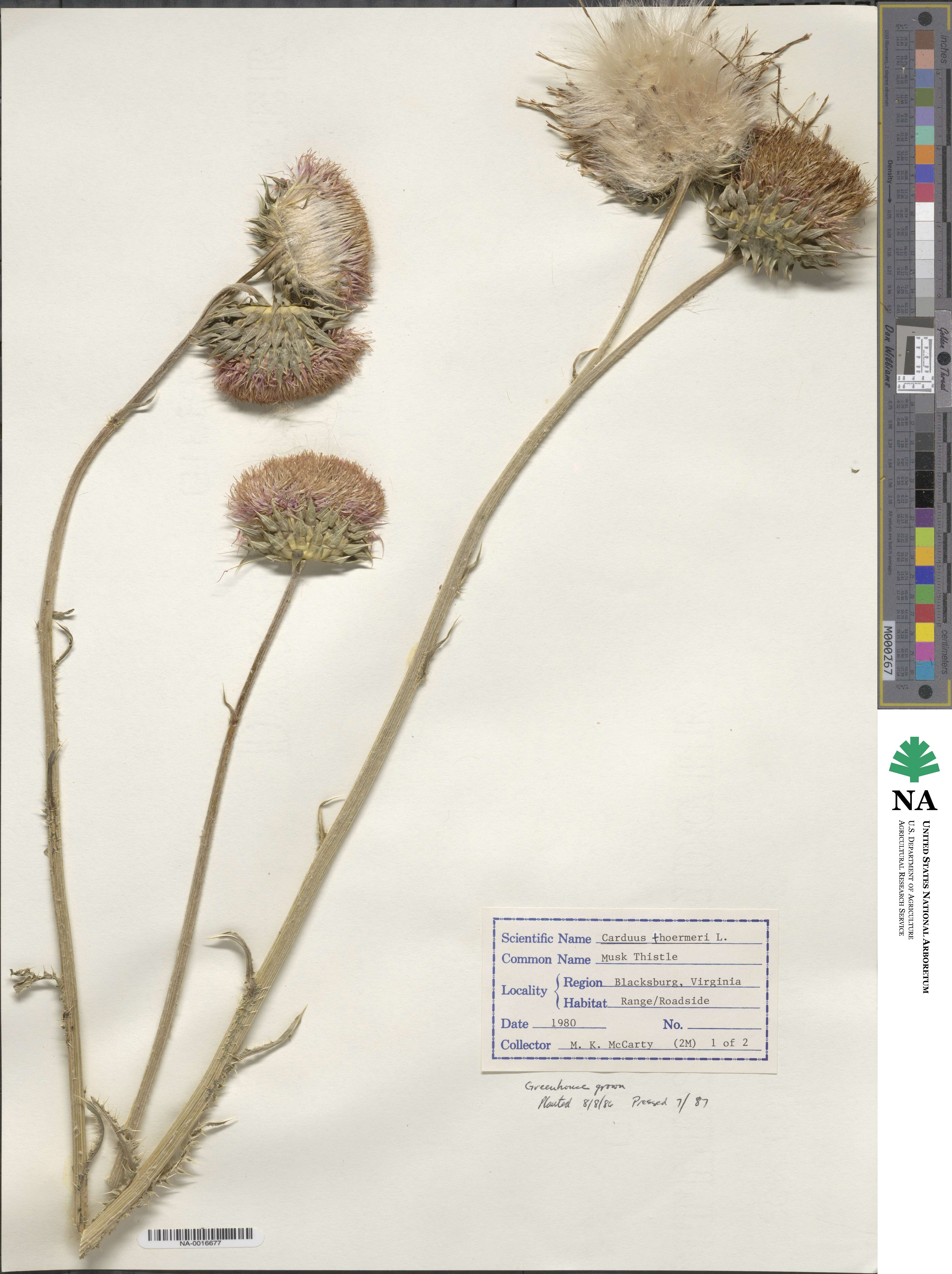 Carduus nutans image